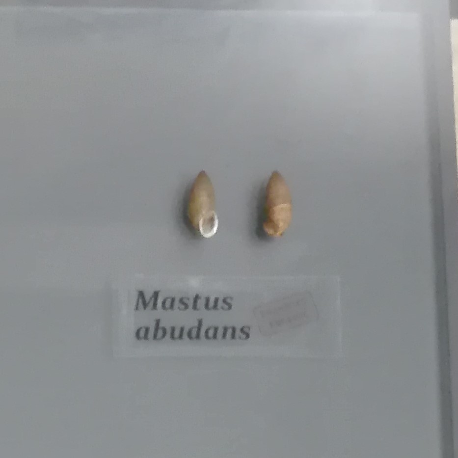 Mastus abundans