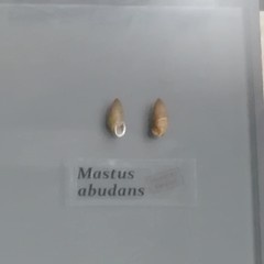 Mastus abundans