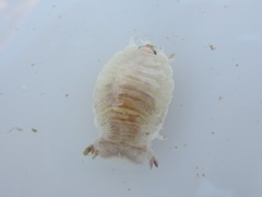 Metacirolana