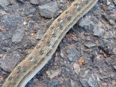 Dryophylax hypoconia