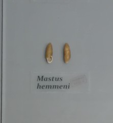 Mastus hemmeni