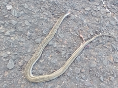 Dryophylax hypoconia