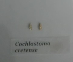 Cochlostoma cretense