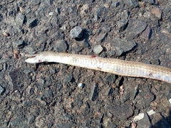 Dryophylax hypoconia