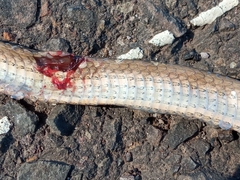 Dryophylax hypoconia