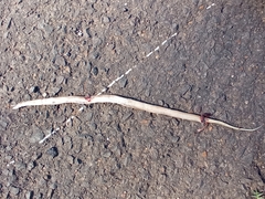 Dryophylax hypoconia