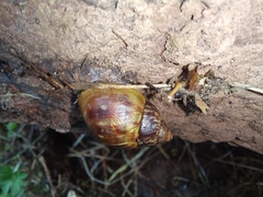 Bocourtia aequatoria