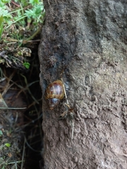 Bocourtia aequatoria