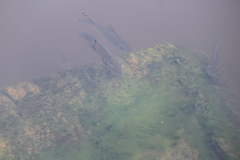 Semaprochilodus insignis