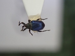 Ceutorhynchus erysimi