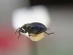 Ceutorhynchus erysimi