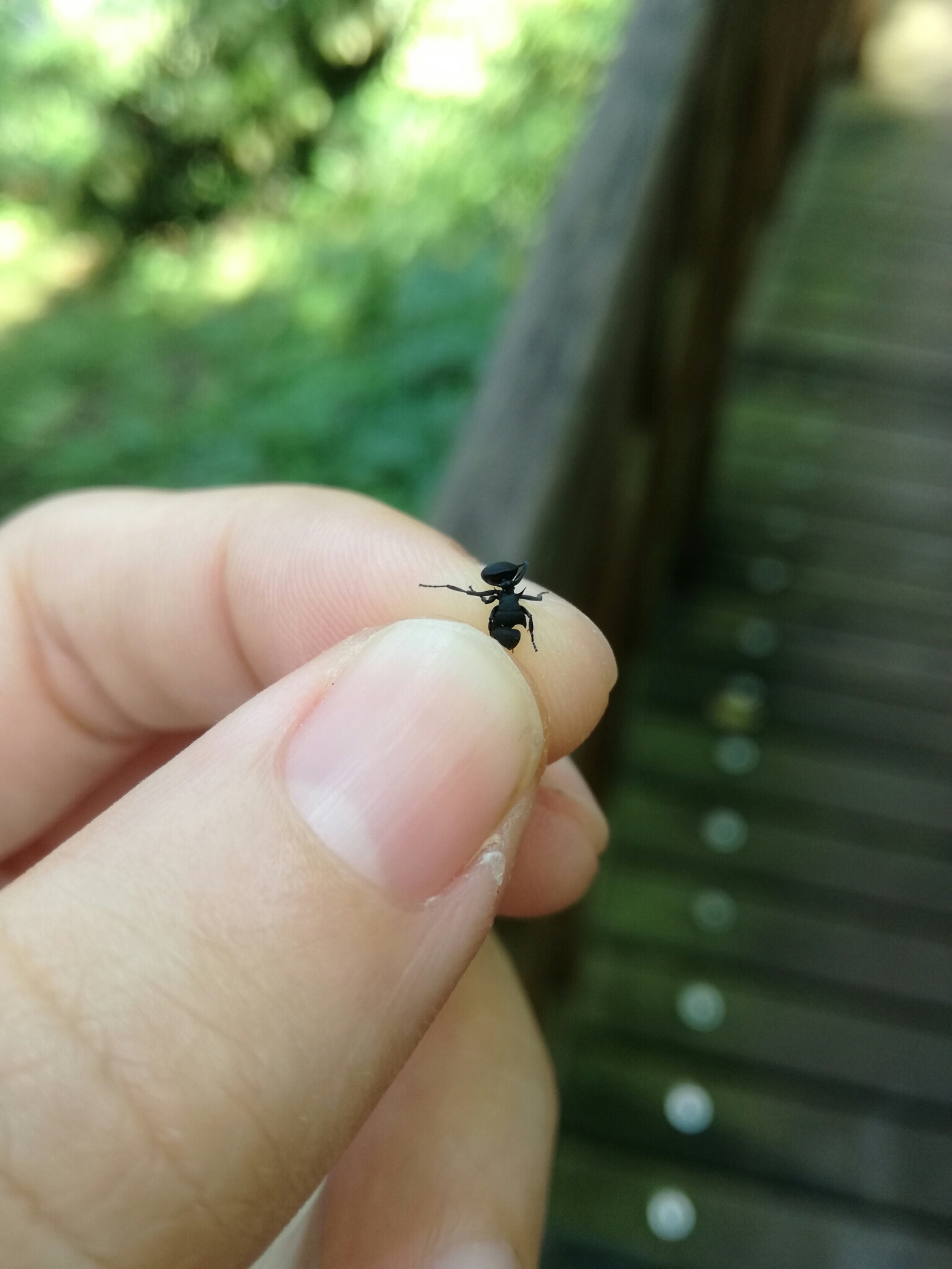 Polyrhachis cryptoceroides
