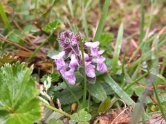 Stachys elliptica