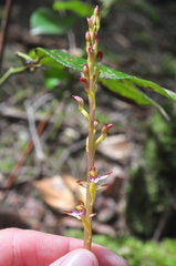 Corallorhiza maculata occidentalis