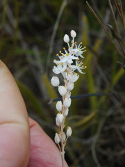 Bulbinella trinervis