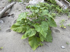Helianthus debilis cucumerifolius