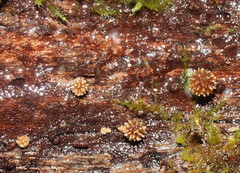 Psathyrella echinata