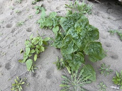 Helianthus debilis cucumerifolius