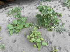 Helianthus debilis cucumerifolius