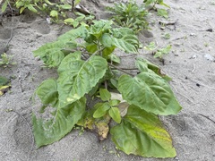Helianthus debilis cucumerifolius