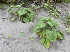 Helianthus debilis cucumerifolius