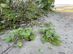 Helianthus debilis cucumerifolius