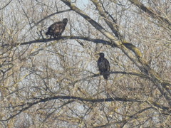 Haliaeetus albicilla