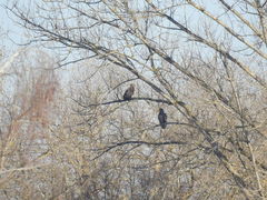 Haliaeetus albicilla