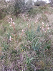 Asphodelus lusitanicus