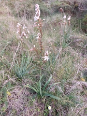 Asphodelus lusitanicus