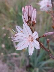 Asphodelus lusitanicus