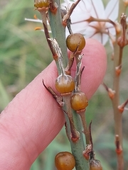 Asphodelus lusitanicus
