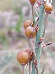 Asphodelus lusitanicus