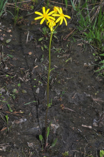 Image of Packera crawfordii by (c) Brian Finzel, some rights reserved (CC BY-SA)