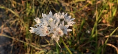 Allium neapolitanum