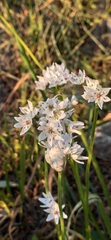 Allium neapolitanum