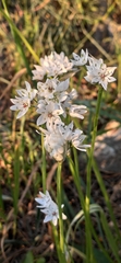 Allium neapolitanum