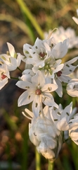 Allium neapolitanum