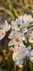 Allium neapolitanum