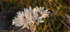 Allium neapolitanum