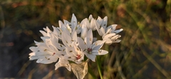 Allium neapolitanum