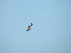 Haliaeetus albicilla