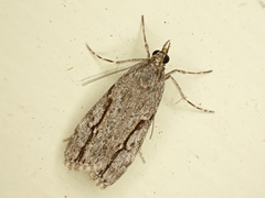 Eudonia bisinualis