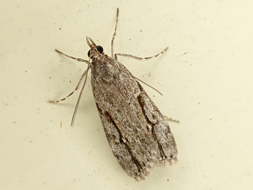 Eudonia bisinualis Hudson, 1928
