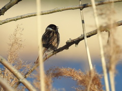 Emberiza schoeniclus