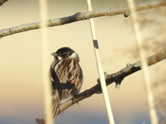 Emberiza schoeniclus