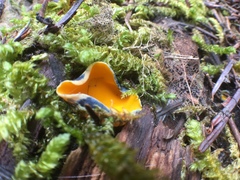 Caloscypha fulgens image