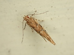 Pyroderces aellotricha