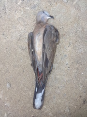 Streptopelia chinensis