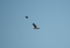 Haliaeetus albicilla